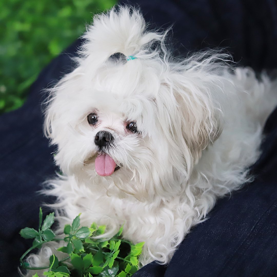 구성환네 반려견 꽃분이 이름을 지어준 사람 (의외의 인물임) | 인스티즈