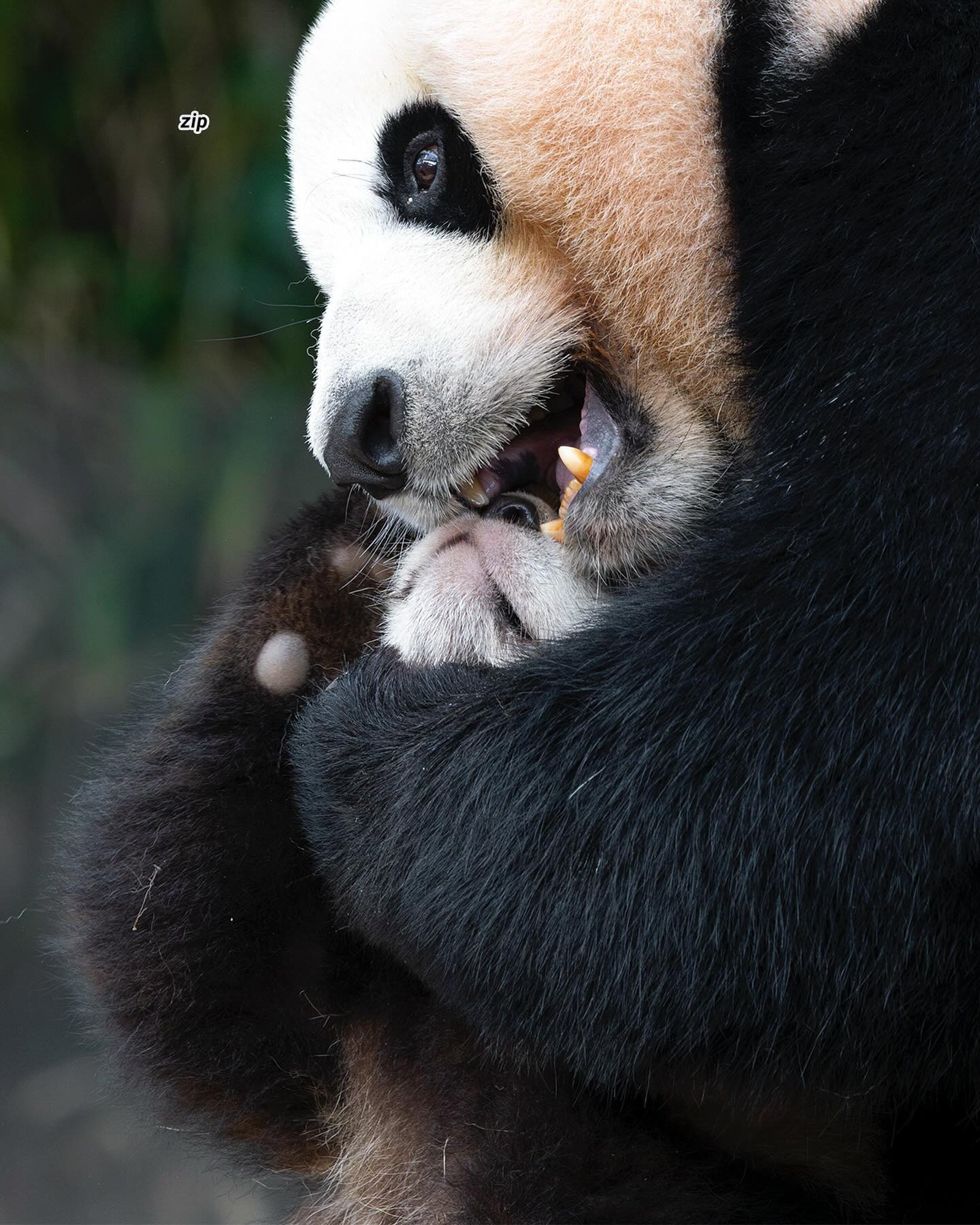 엄마랑 할부지한테 안기면 코부터 가리는 후이바오🐼 | 인스티즈