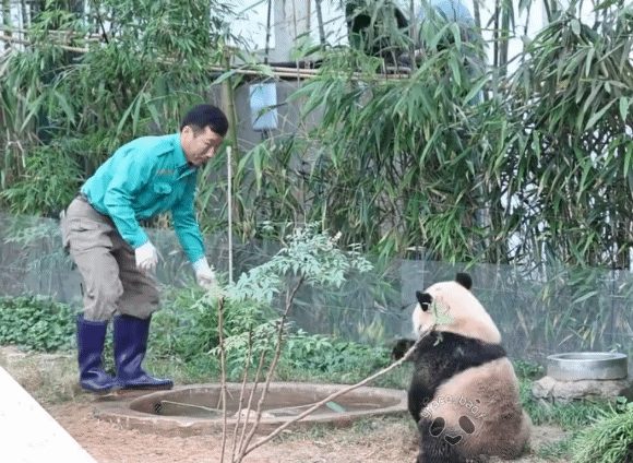 태어나서 첫 물놀이 체험중인 후이바오 루이바오 | 인스티즈