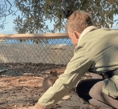 저글링 구경하는 쿼카 | 인스티즈