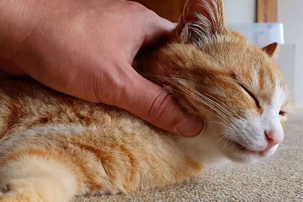 ff0fffa9a755effcf80f300fd8c33cdb9777dec0