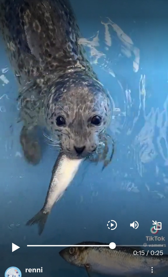 위협적인 소리내면서 물고기 먹는 물개 | 인스티즈