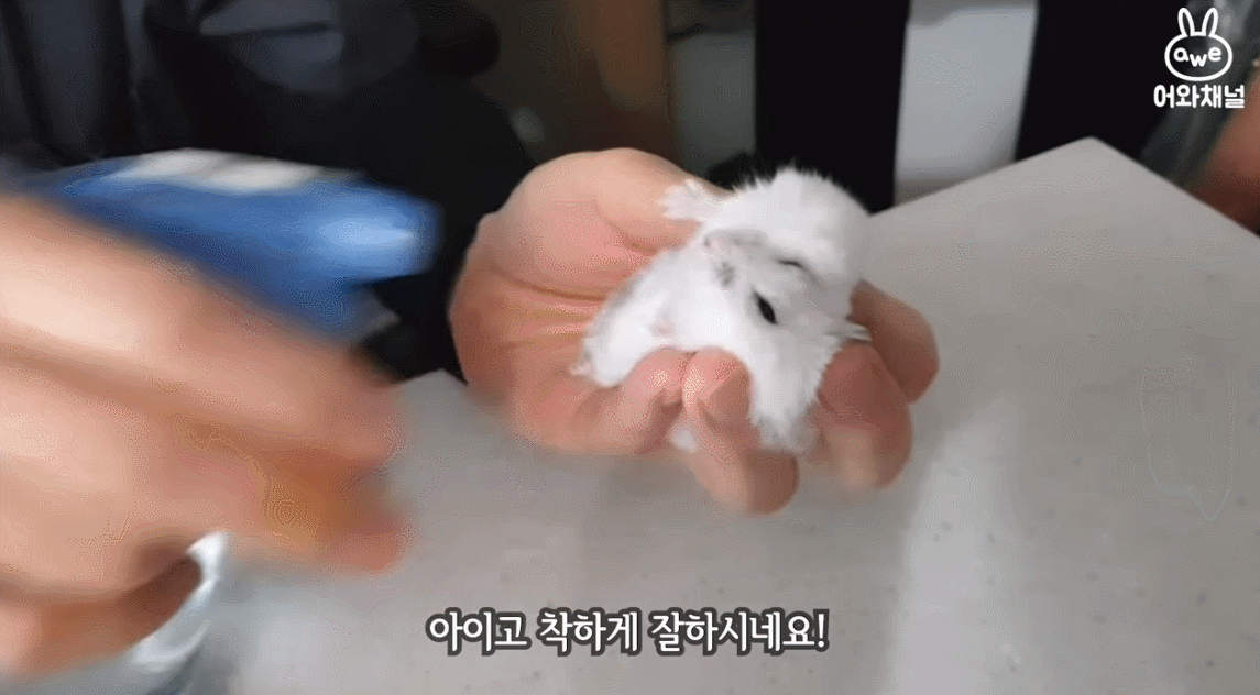 병원에서 초음파 찍는 햄스터.gif | 인스티즈