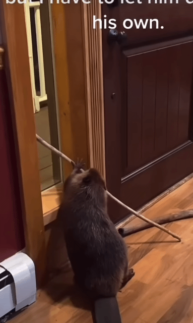 ff2f9becae1b67a10e2f67979846a721f28cf2ea