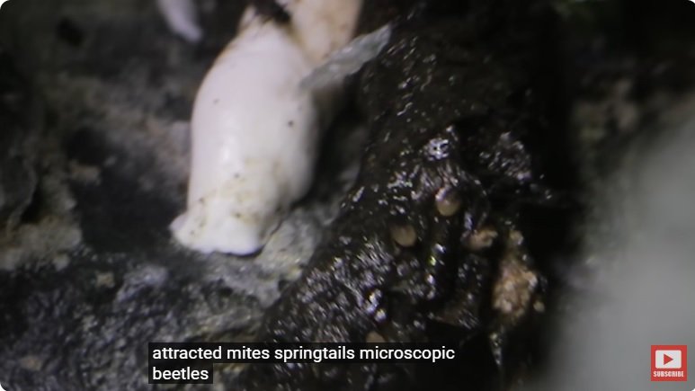 거대한 수조에 열대우림 환경을 조성해놓으면 생기는 일 - 3 | 인스티즈