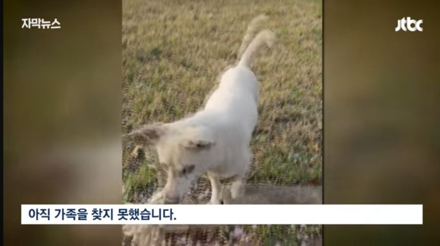 6일 동안 1000마리 버렸다... 연휴가 불러온 악순환 | 인스티즈