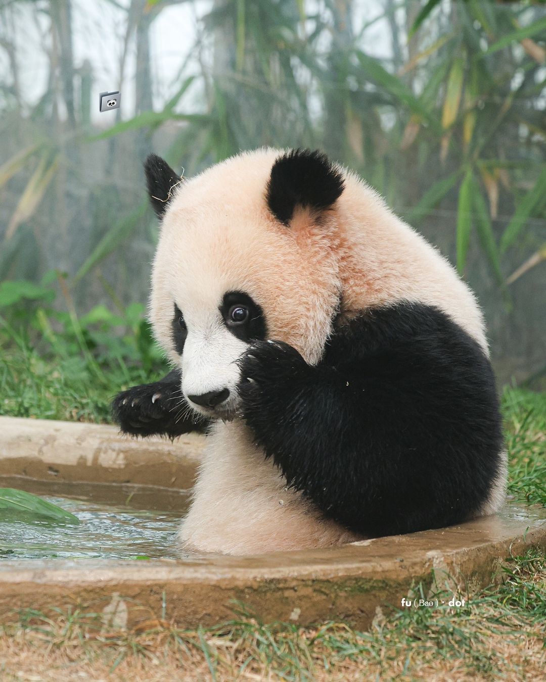 태어나서 첫 물놀이 체험중인 후이바오 루이바오 | 인스티즈