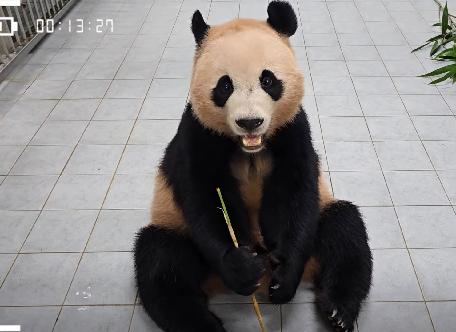 그동안 하얀색 타일이 퍼스널컬러에 맞지않았던거 같은 루이후이💜🩷🐼🐼🙄 | 인스티즈
