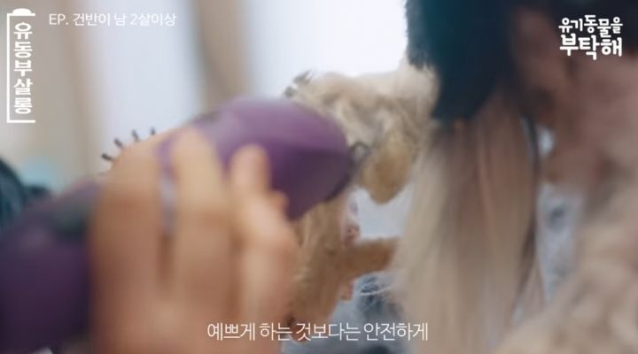 강쥐 건반이의 미용 전/후.jpg | 인스티즈