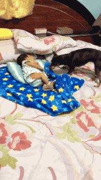 아기 이불 덮어주는 댕댕이ㅠㅠㅠㅜㅠㅠㅠ.gif | 인스티즈
