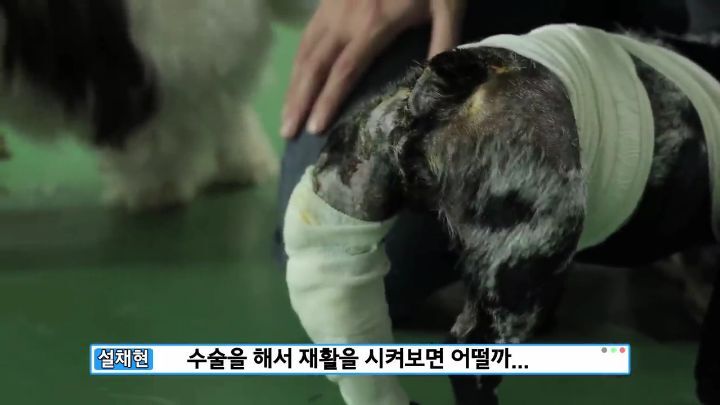 교통사고난 유기견 입양한 설채현 수의사 그리고 윙크 근황😉 | 인스티즈