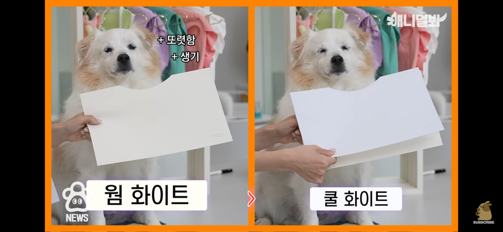 퍼스널컬러 진단 받는 댕댕이들 | 인스티즈
