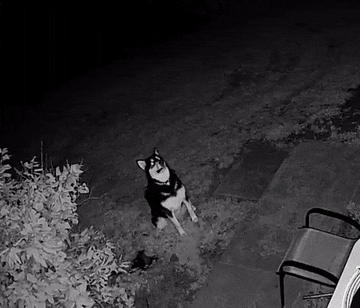 번개 구경하는 강아지 | 인스티즈