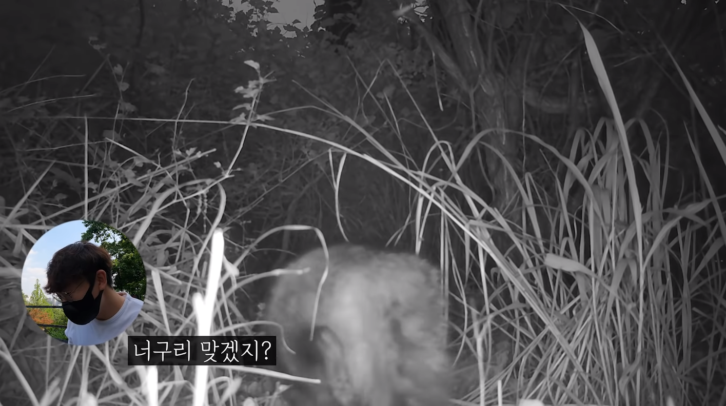 60일간의 방치한 카메라에 찍힌 산 속 동물들 | 인스티즈