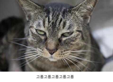 많이들 오해하는 고양이 표정 원탑 | 인스티즈