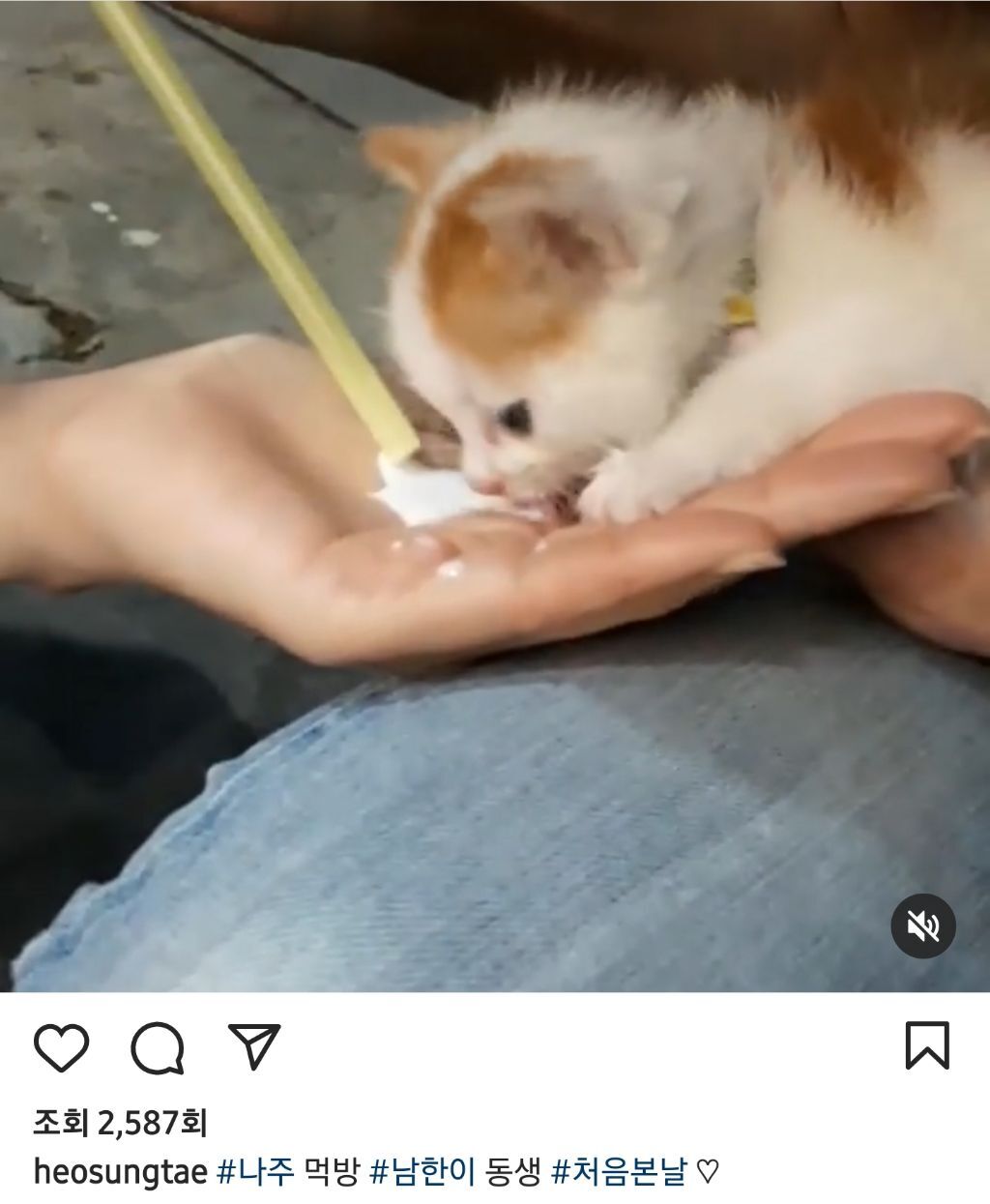 배우 허성태네 고양이들 | 인스티즈