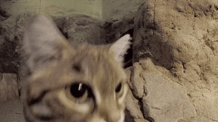 고양잇과 중 사냥성공률이 제일 높은 맹수 | 인스티즈