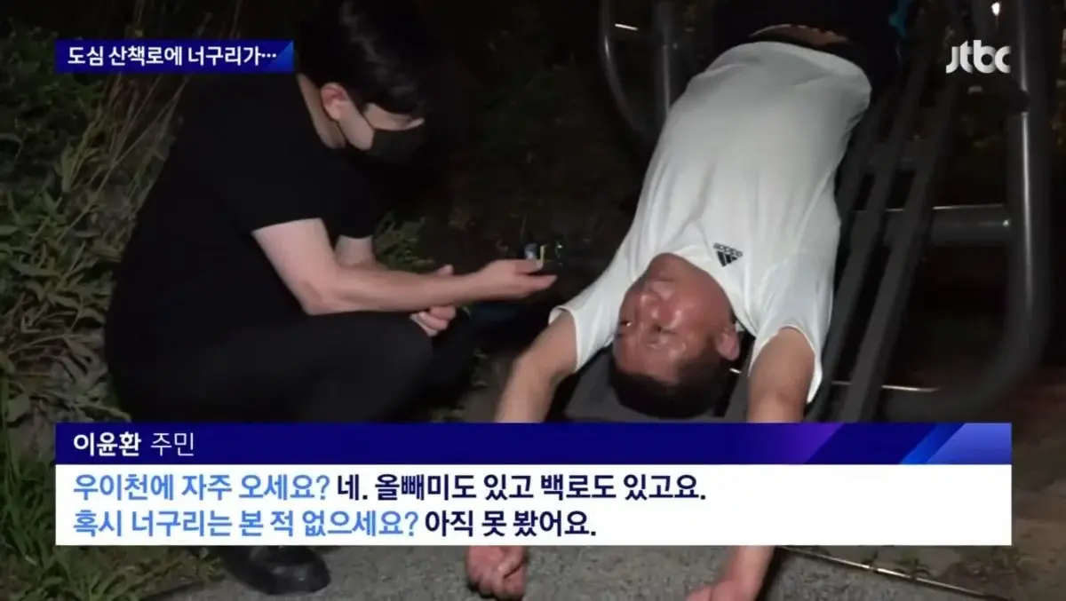 산책로에서 너구리를 만나면 강아지를 바로 안아들어야함 | 인스티즈