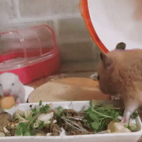 엄마랑 겸상하는 새끼햄스터.gif | 인스티즈