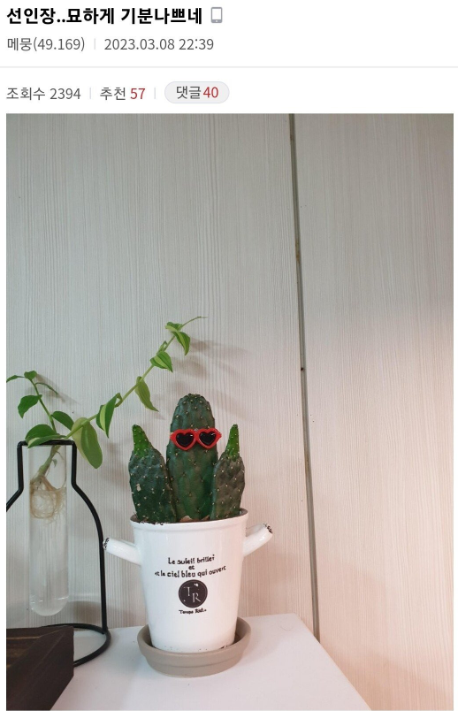 묘하게 기분 나쁜 선인장 | 인스티즈