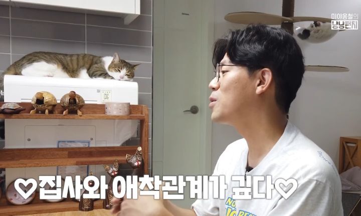 고양이 벽짚 챌린지는 진짜 지능과 관련 있을까? | 인스티즈