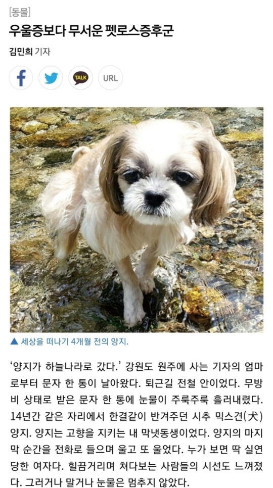 우울증보다 무서운 펫로스증후군 | 인스티즈