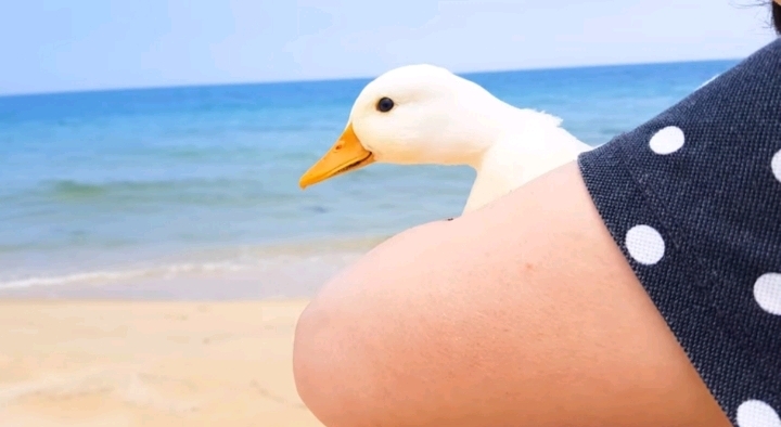 오리와 함께 바다에가면 생기는 일 | 인스티즈