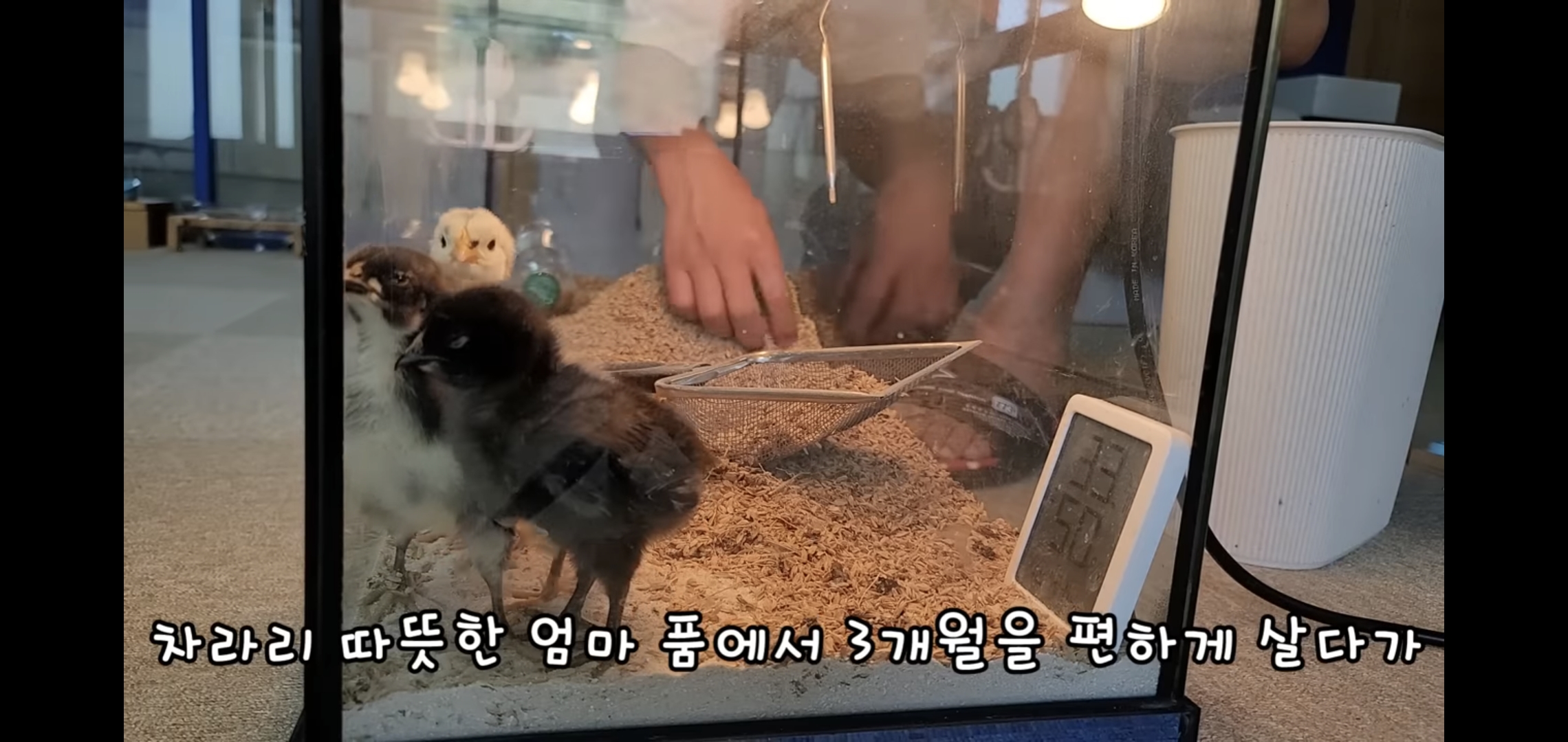 오늘자 폭력적이고 불쌍한 영상 올린 유튜버 매탈남.jpg | 인스티즈