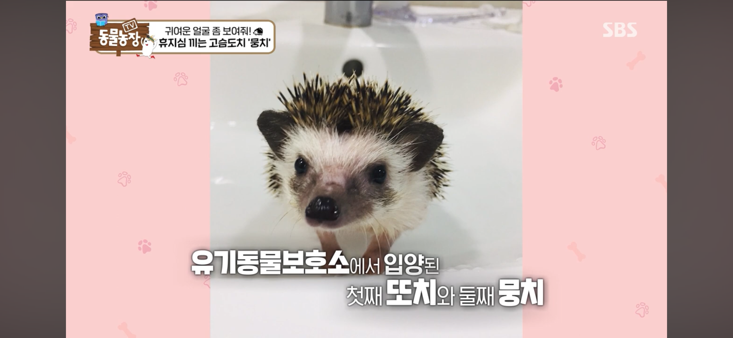 따봉고슴도치 휴지심 좋아도치 | 인스티즈