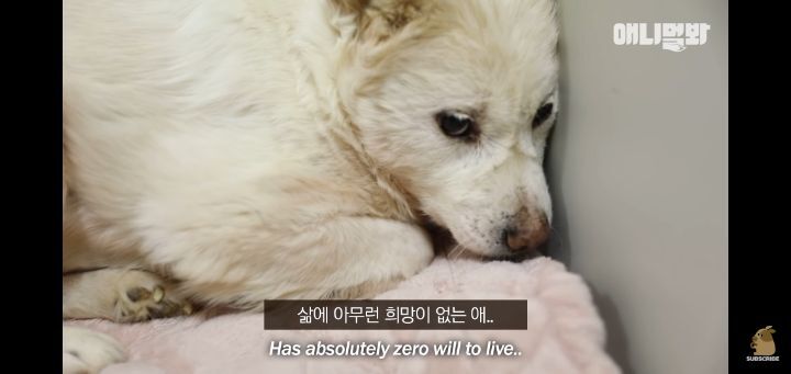 죽을것같은 우울증에 걸린 강아지 | 인스티즈