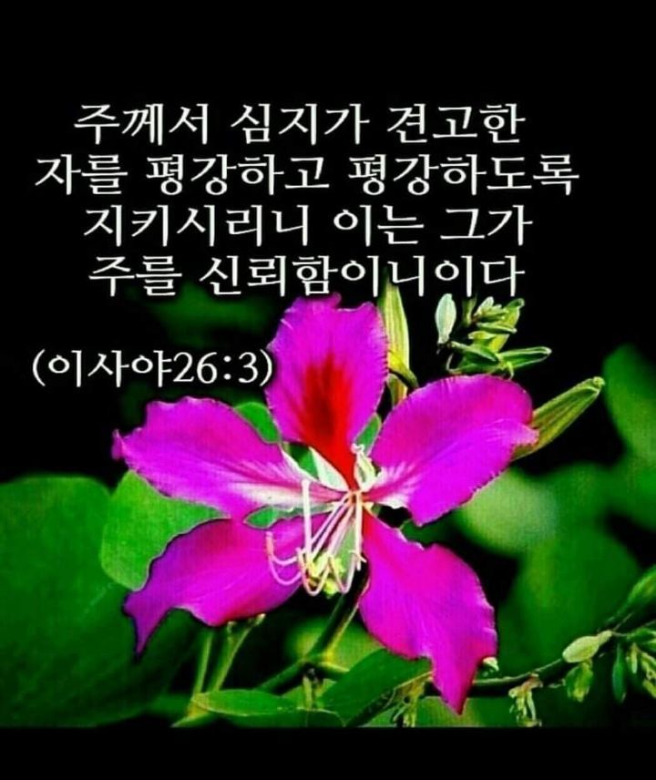 행복한 아침 이미지