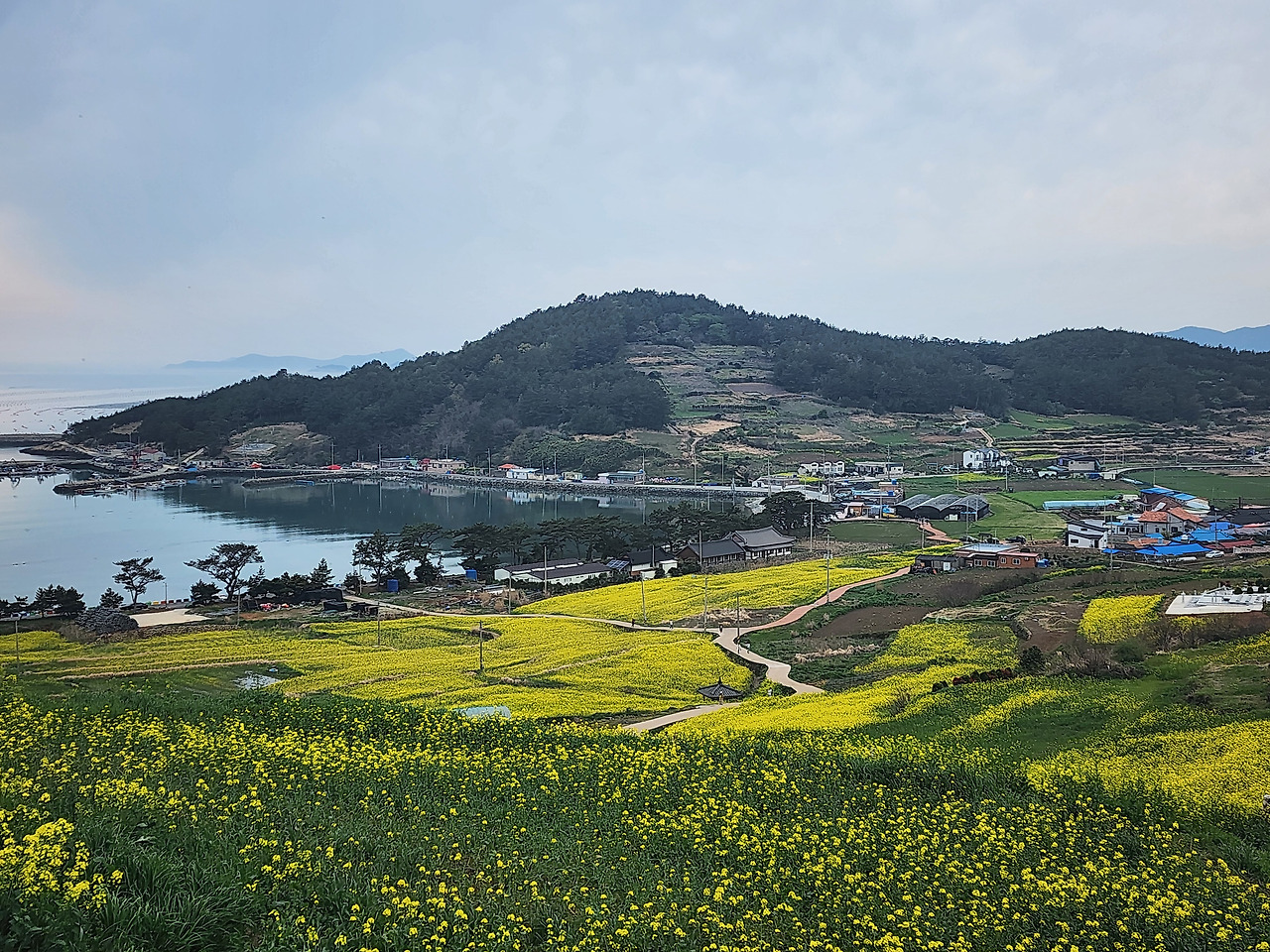 메아리산악회 111차(청산도)산행안내 - 산행안내/예약 - 경남 메아리산악회 메아리산악회 111차(청산도)산행안내