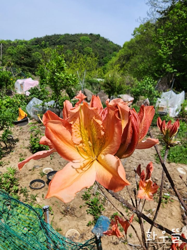 구봉화랑 이미지