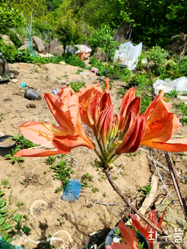 구봉화랑 이미지