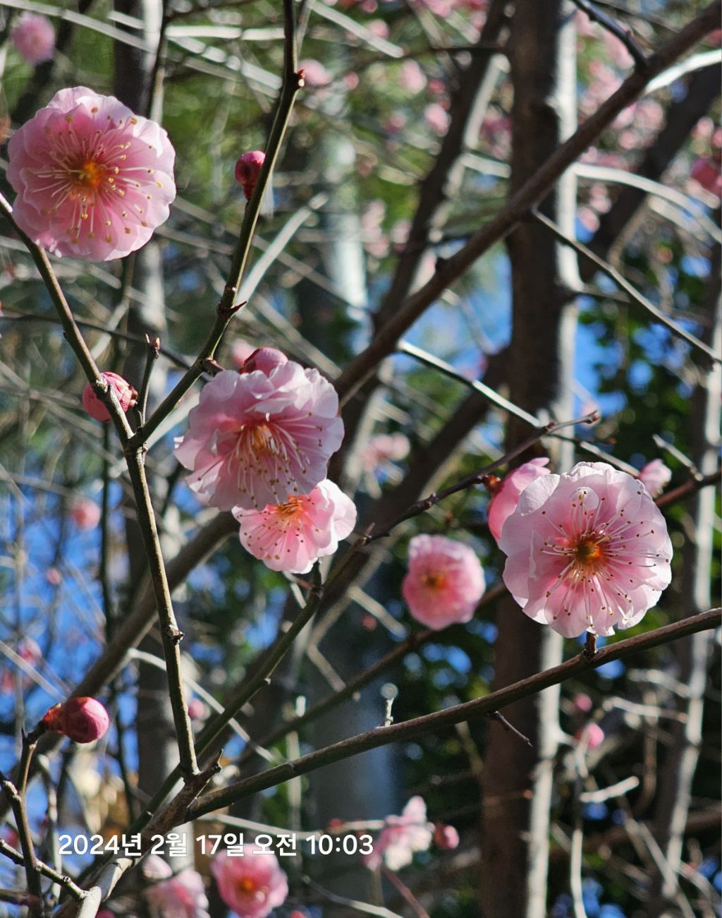 산수정 이미지