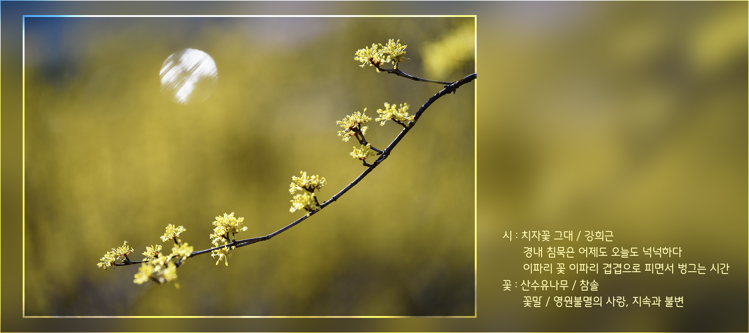 꽃그대 이미지