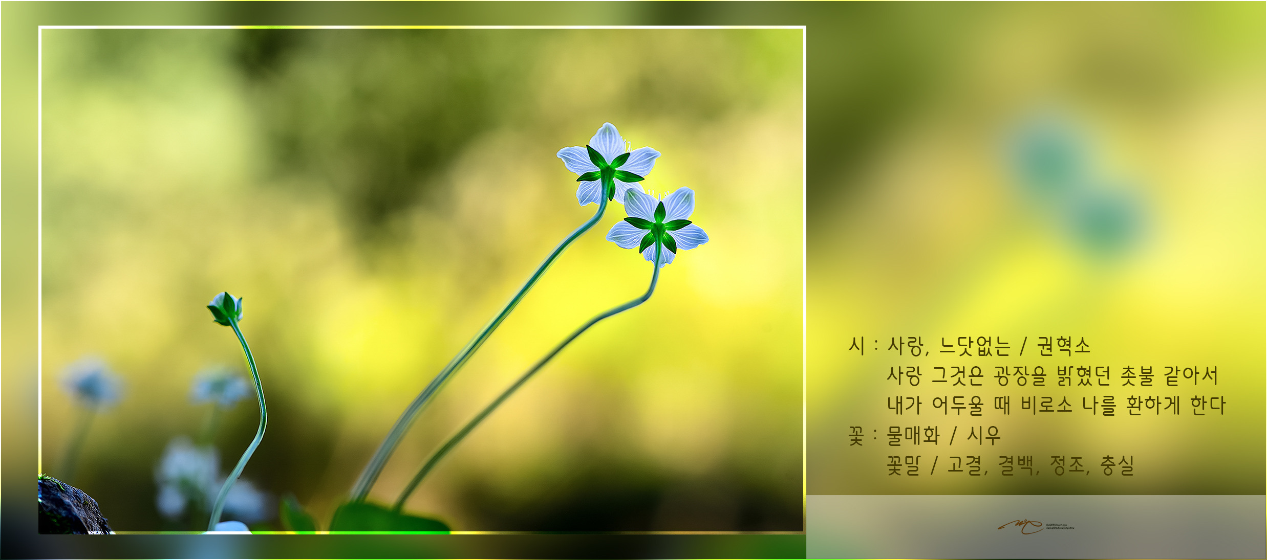마는끼니 이미지