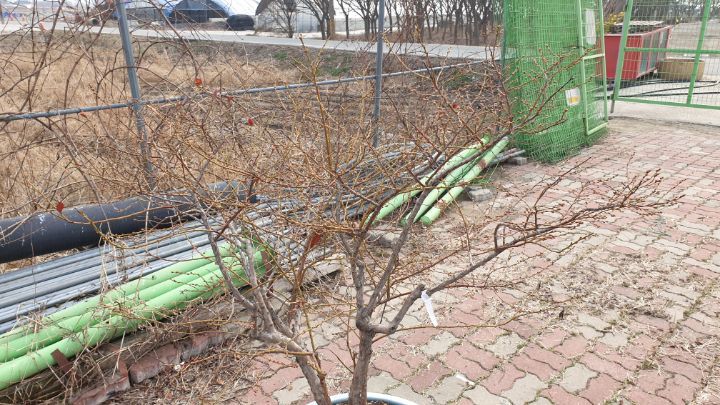 블루커트 이미지