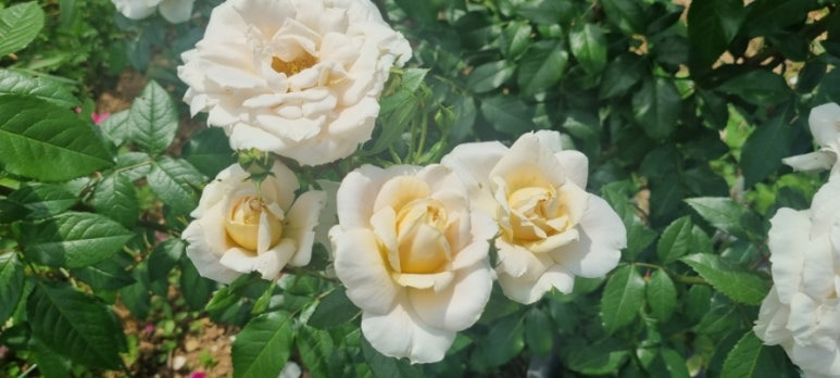 욜로욜로 이미지