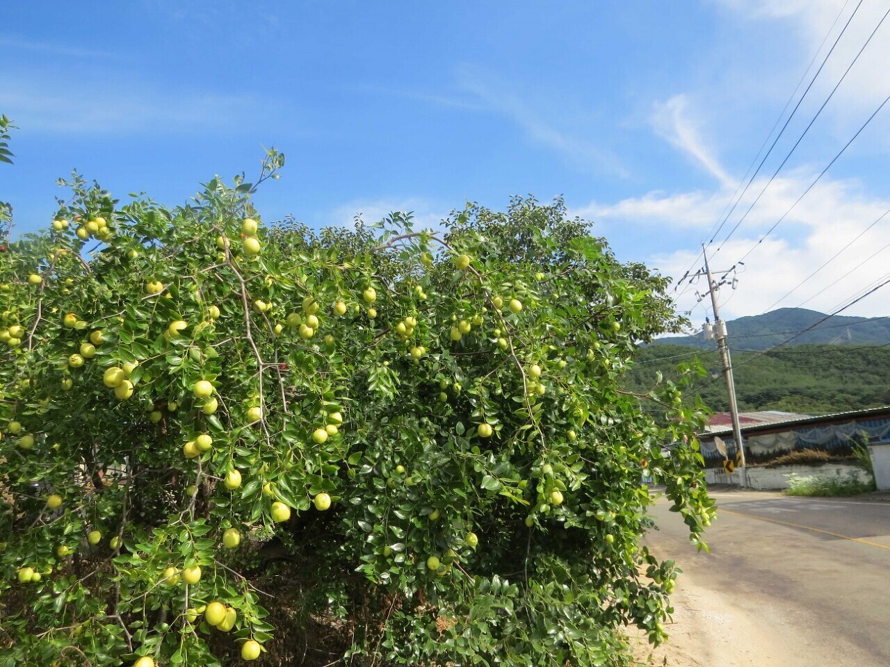 일오일 이미지