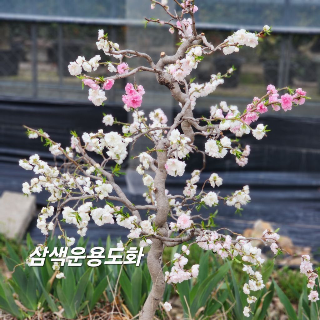 나무뜨락 이미지