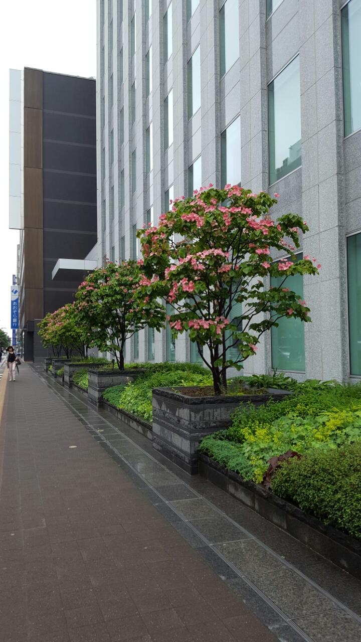 가로수 이미지