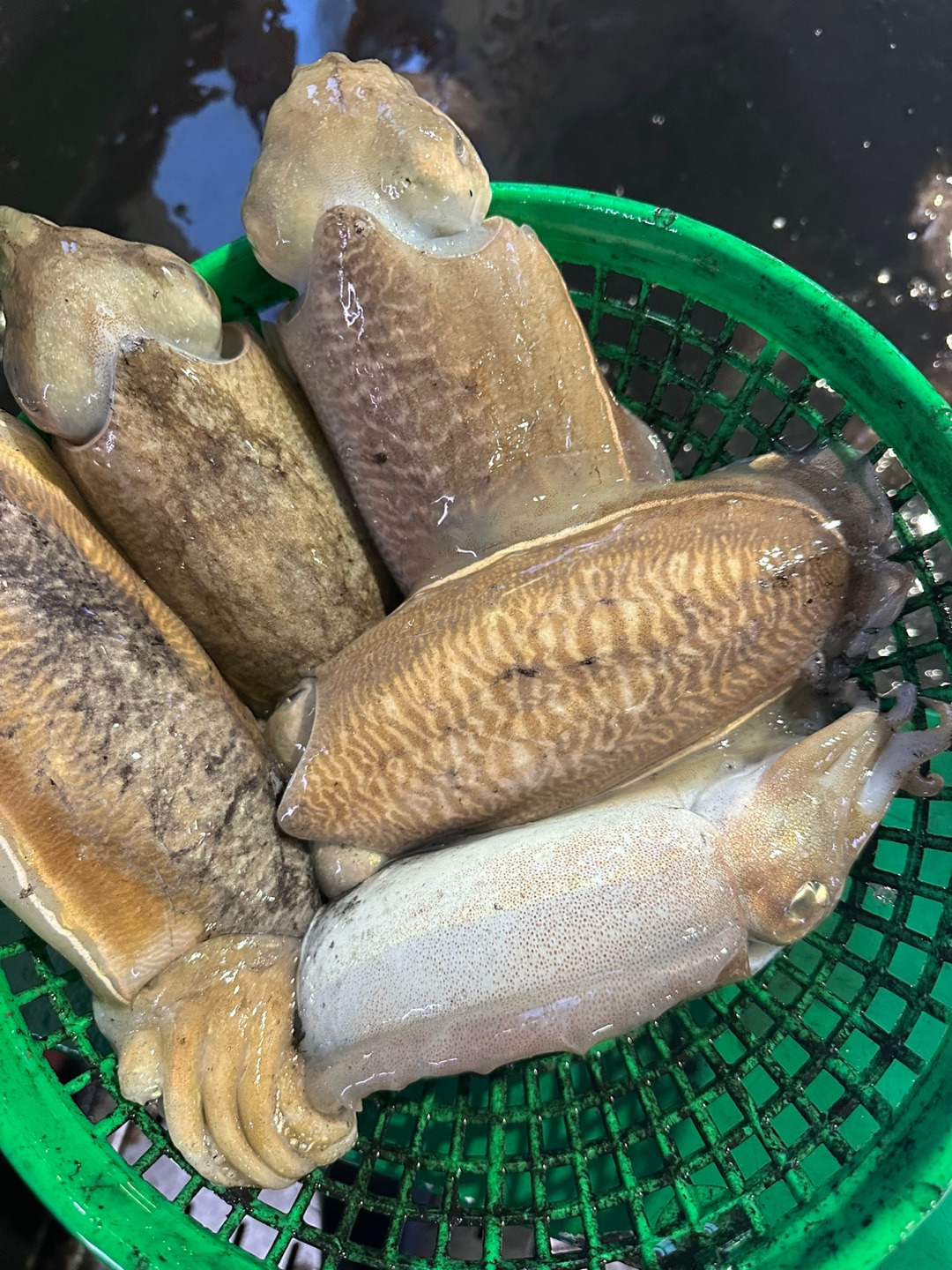백합 이미지