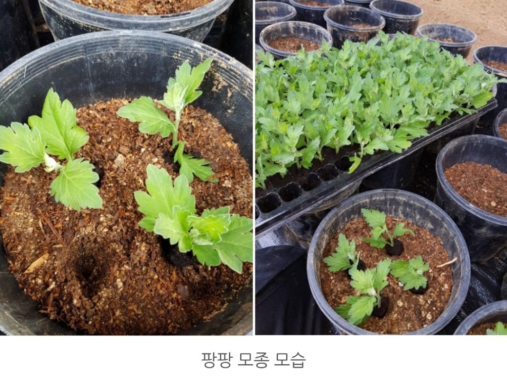 환타지아 이미지