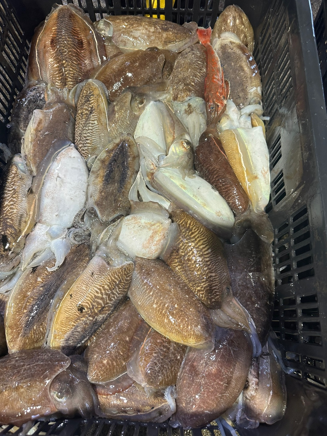 백합 이미지