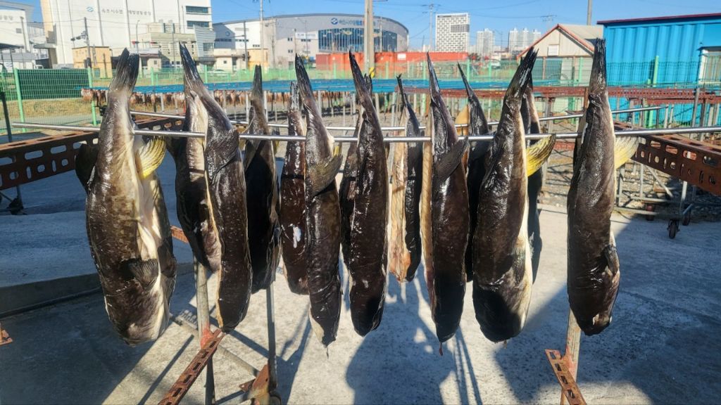 동해복어 이미지
