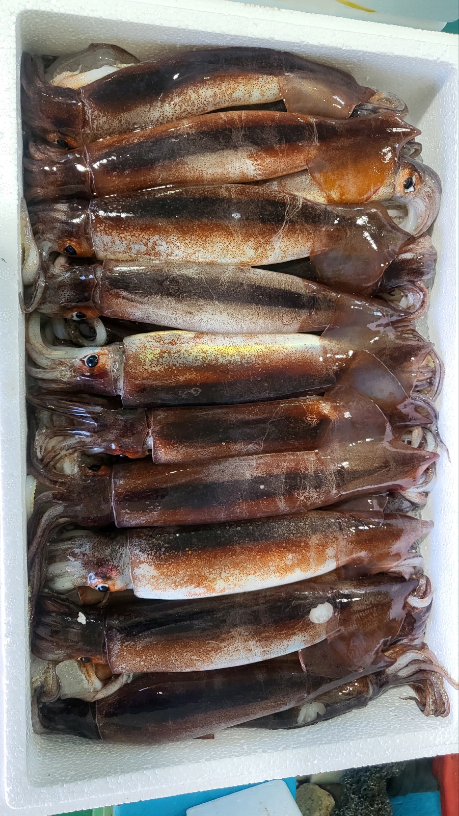산오징어바다 이미지