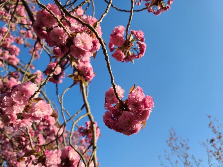 왕벚꽃 이미지