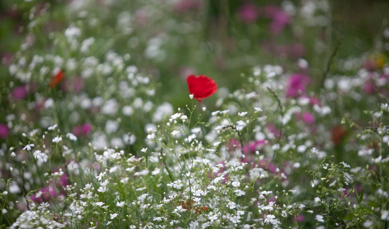 송현공원 이미지