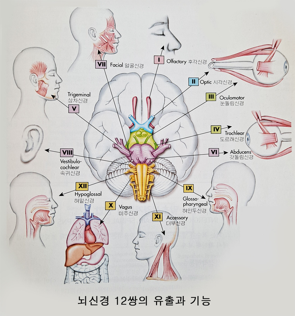 뇌신경에 대한 수상 - 뇌와 명상 중풍극복 - 대한의 자랑스런 대체의학 광명건강 광명의학 KMHEALTH